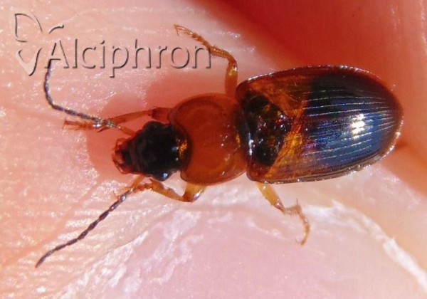 Stenolophus teutonus