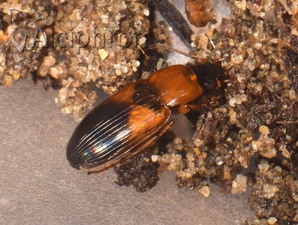 Stenolophus teutonus