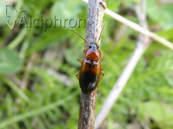 Stenolophus teutonus