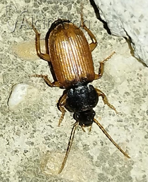 Parophonus mendax