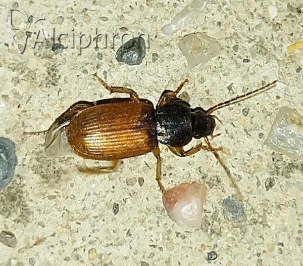 Parophonus mendax