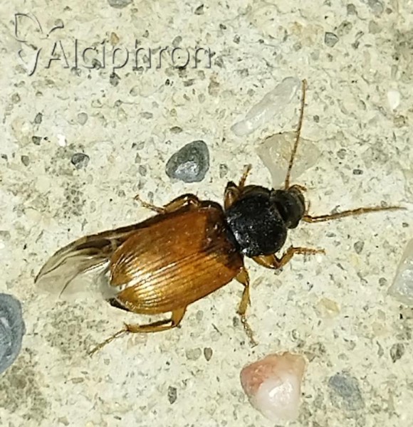 Parophonus mendax
