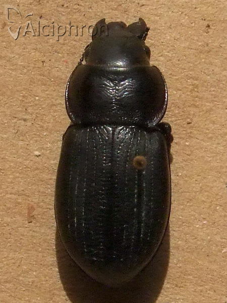 Acinopus ammophilus