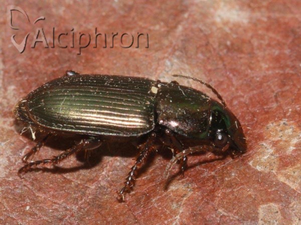 Harpalus affinis