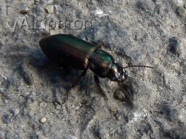 Harpalus affinis