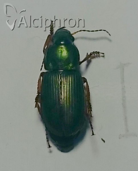 Harpalus affinis
