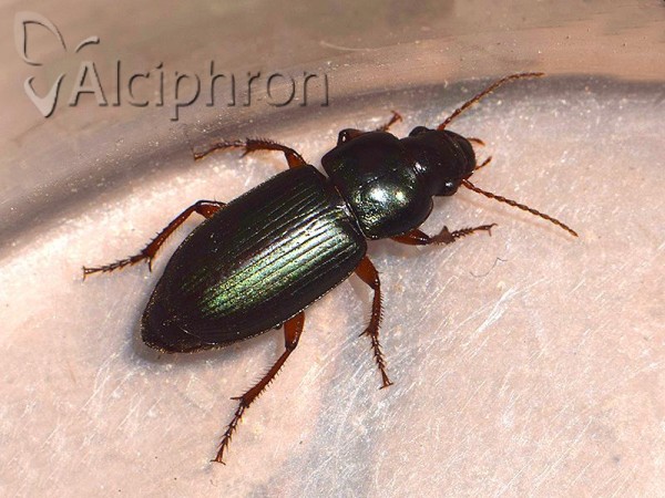 Harpalus affinis