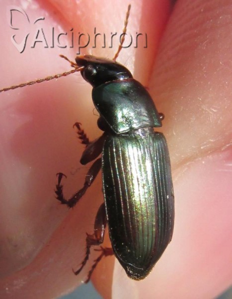Harpalus affinis