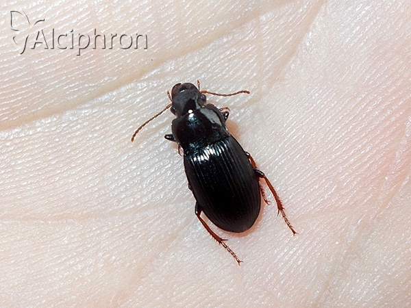 Harpalus atratus