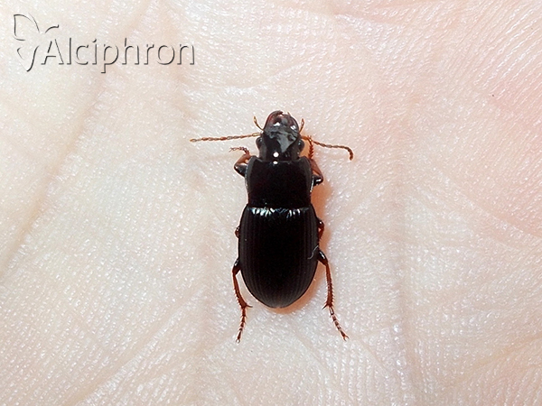 Harpalus atratus