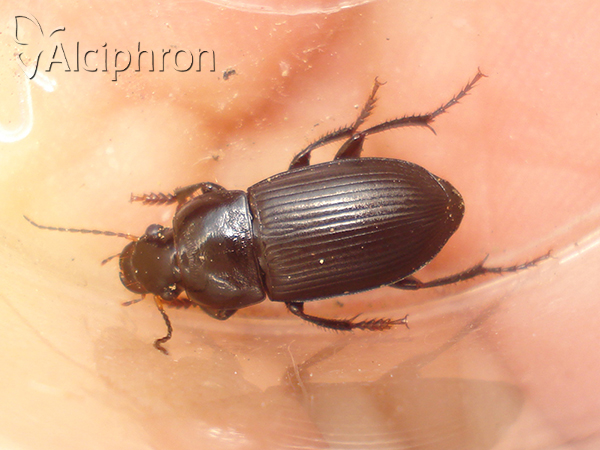 Harpalus caspius