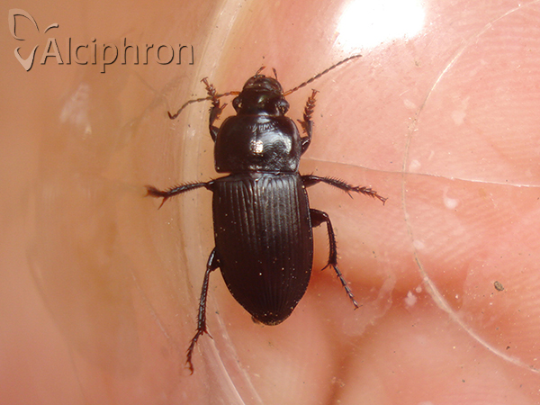 Harpalus caspius