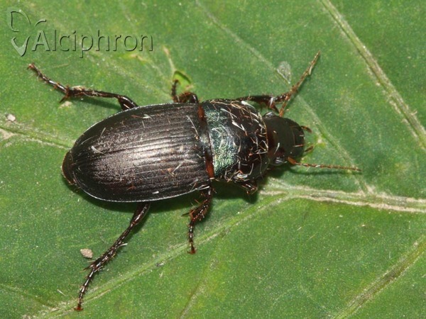 Harpalus dimidiatus