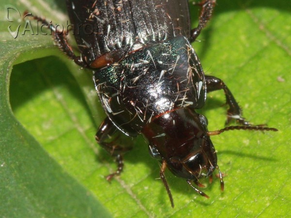 Harpalus dimidiatus