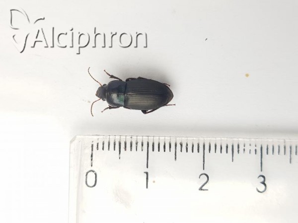 Harpalus dimidiatus