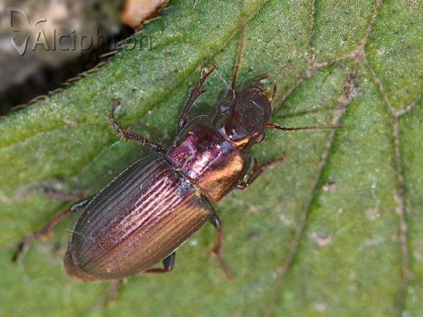 Harpalus distinguendus