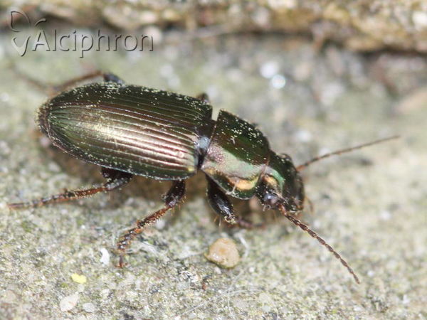 Harpalus distinguendus