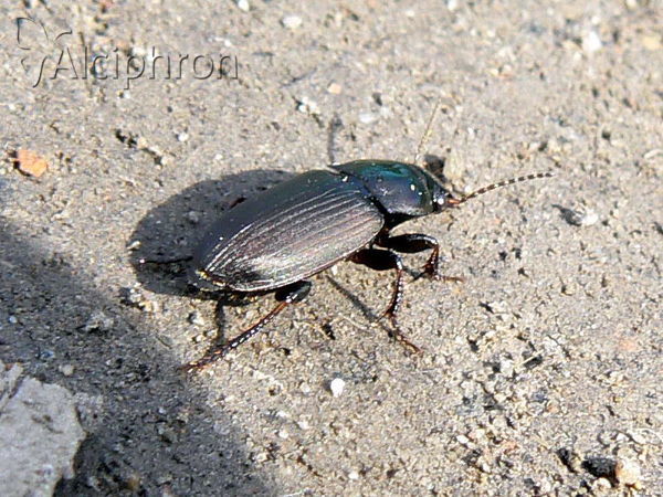 Harpalus distinguendus