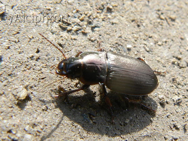Harpalus distinguendus