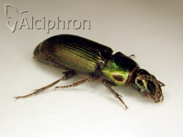 Harpalus distinguendus