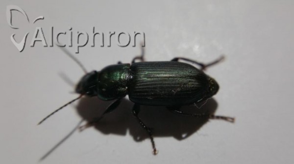 Harpalus distinguendus