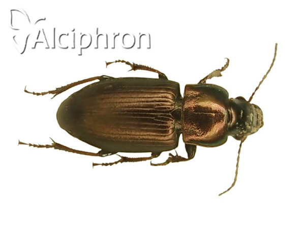 Harpalus distinguendus