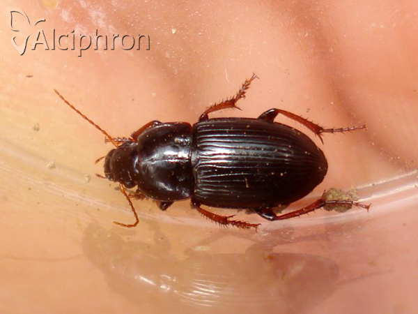 Harpalus flavicornis