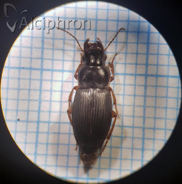 Harpalus latus