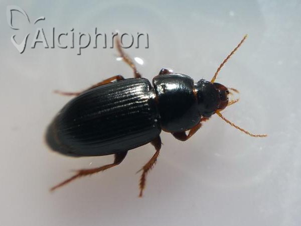 Harpalus pumilus