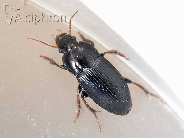 Harpalus rubripes