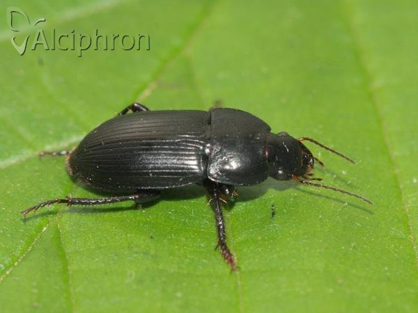 Harpalus serripes