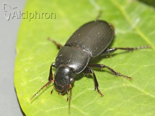 Harpalus serripes