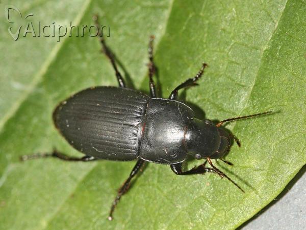 Harpalus serripes