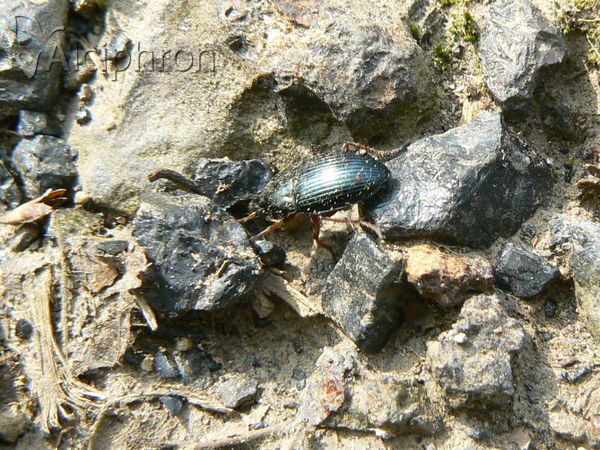 Harpalus smaragdinus