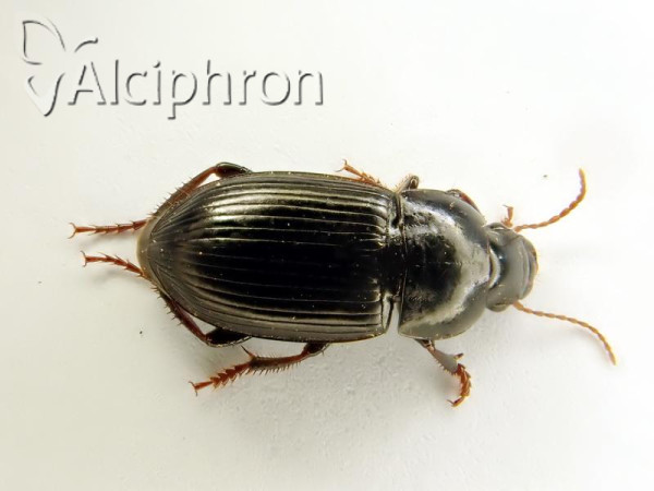 Harpalus tardus