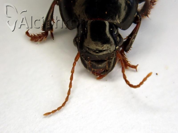 Harpalus tardus