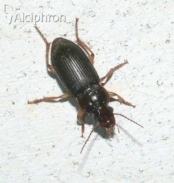 Harpalus griseus