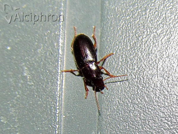 Harpalus griseus