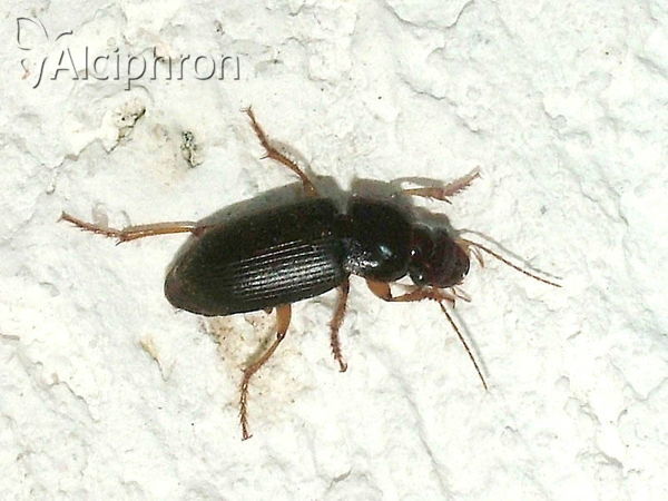 Harpalus griseus