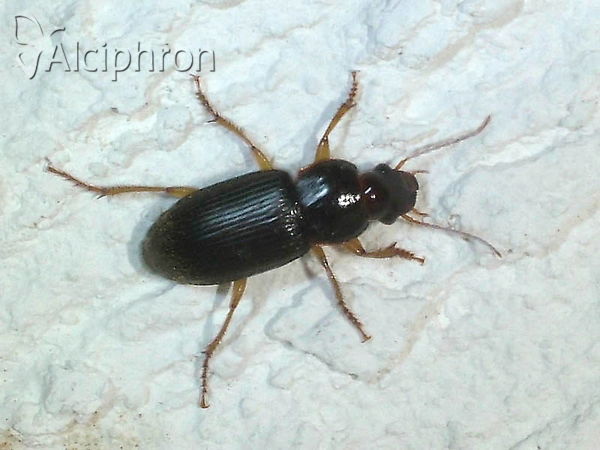 Harpalus griseus