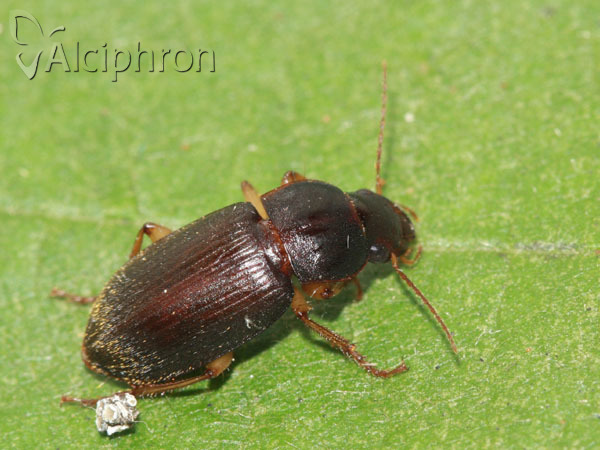 Harpalus rufipes