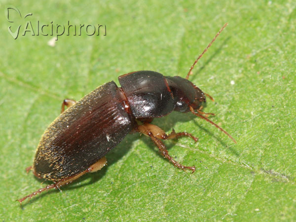 Harpalus rufipes