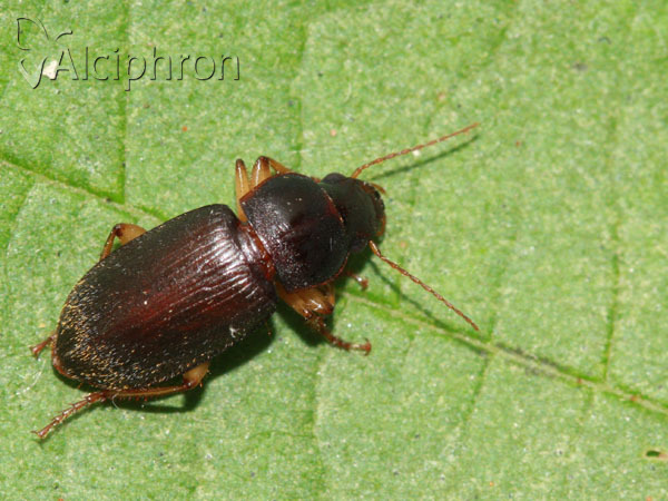 Harpalus rufipes