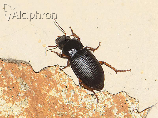 Harpalus rufipes