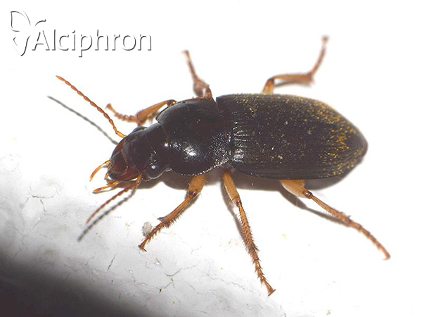 Harpalus rufipes