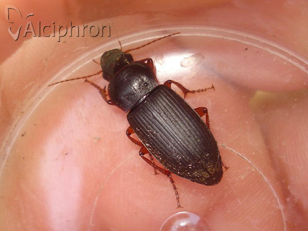Harpalus rufipes