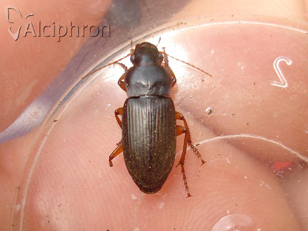 Harpalus rufipes