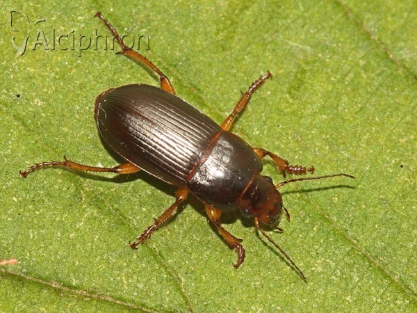Harpalus rufipes