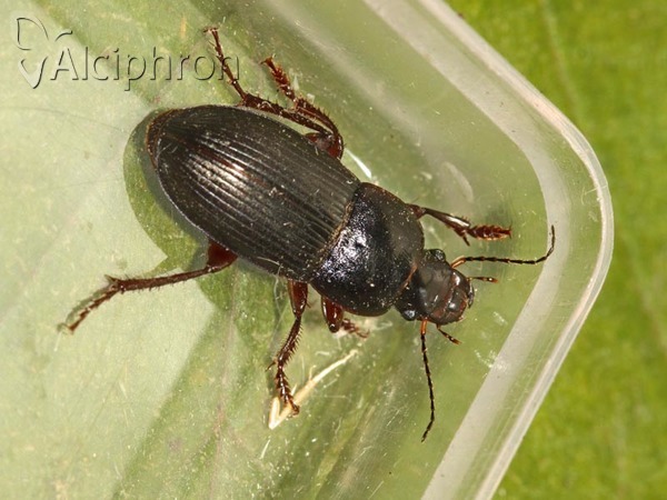 Harpalus calceatus
