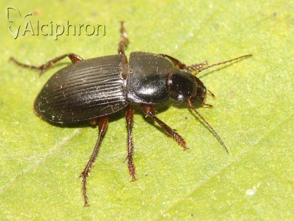 Harpalus calceatus